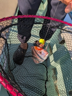 チダイの釣果