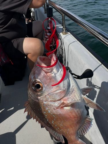 マダイの釣果