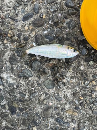 コノシロの釣果