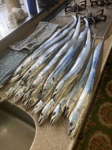 タチウオの釣果