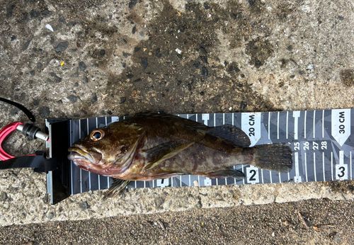 アラカブの釣果