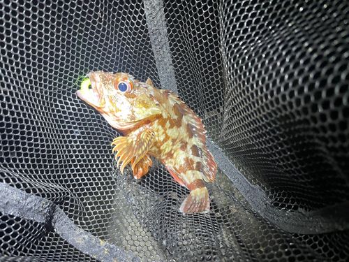 ガシラの釣果