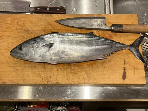 ハガツオの釣果
