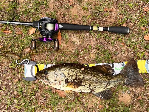 ブラックバスの釣果