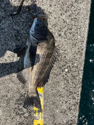 クロダイの釣果