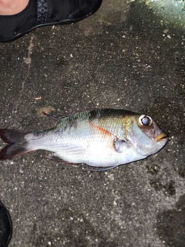 ヨコシマクロダイの釣果