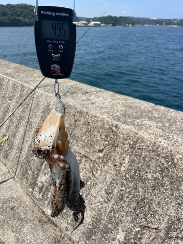 マダコの釣果
