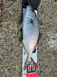 ショゴの釣果