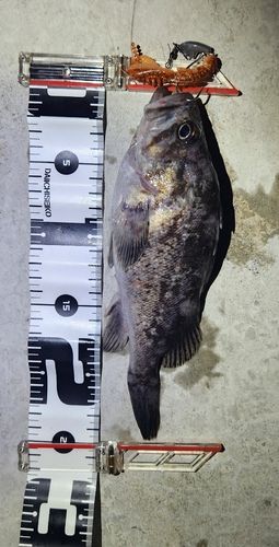 クロソイの釣果