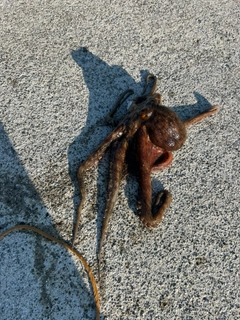 タコの釣果