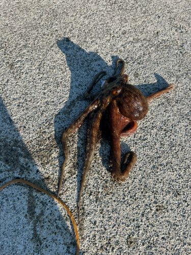 タコの釣果