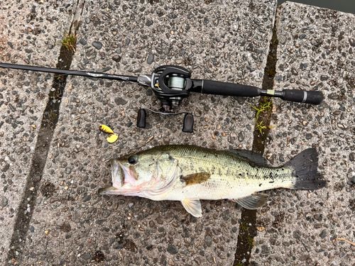 ブラックバスの釣果