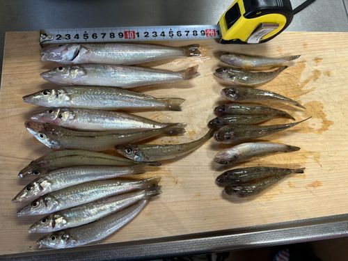キスの釣果