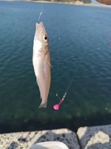キスの釣果