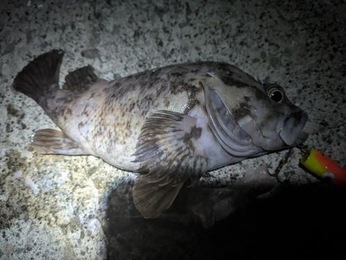 ソイの釣果