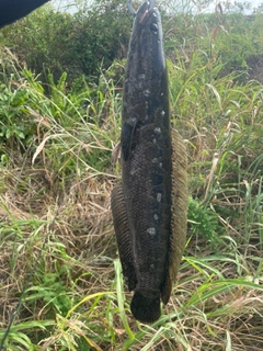 ライギョの釣果