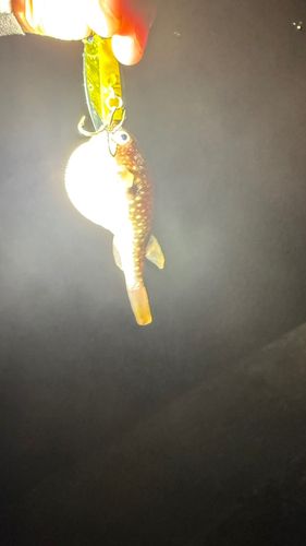 クサフグの釣果