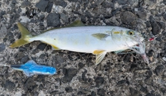 ワカシの釣果