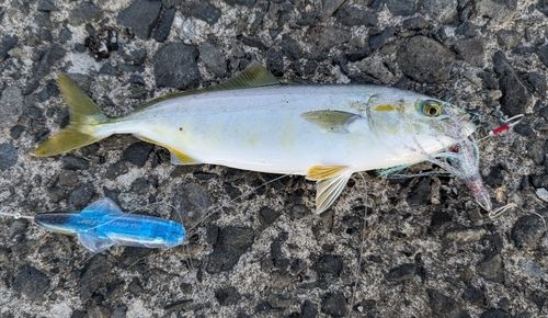 ワカシの釣果