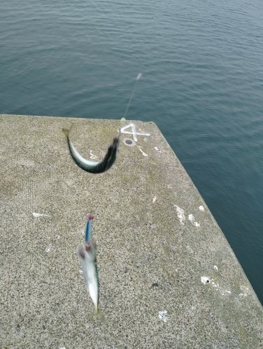 サバの釣果