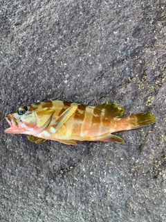アカハタの釣果