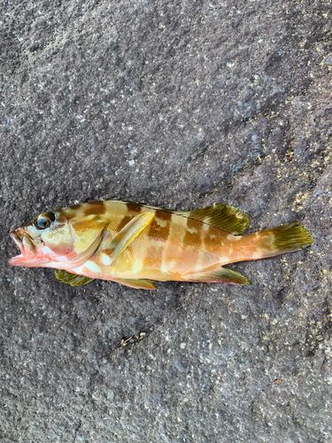 アカハタの釣果