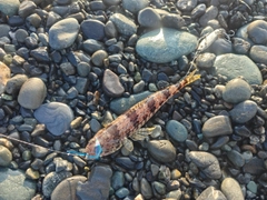 エソの釣果