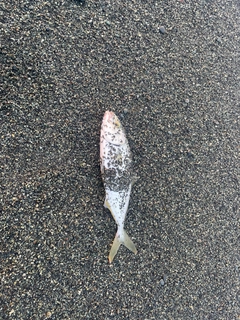ワカシの釣果