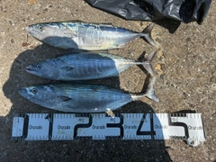 ハガツオの釣果