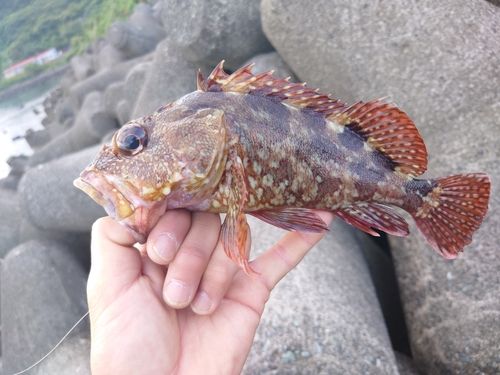 カサゴの釣果