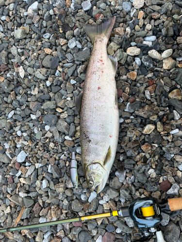 アマゴの釣果