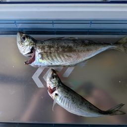 アジ