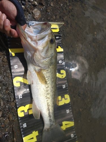 ラージマウスバスの釣果