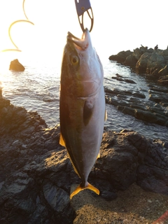 ハマチの釣果