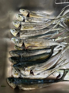 シイラの釣果