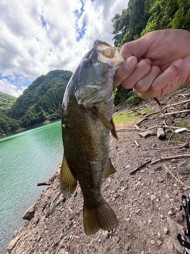スモールマウスバス