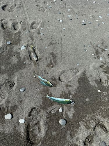 シイラの釣果