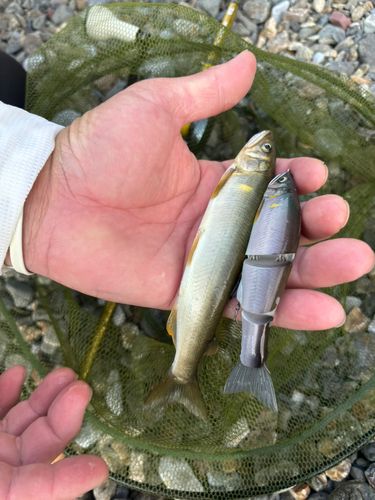 アユの釣果