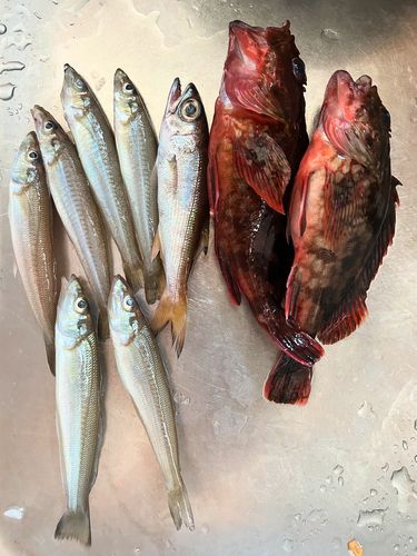 シロギスの釣果