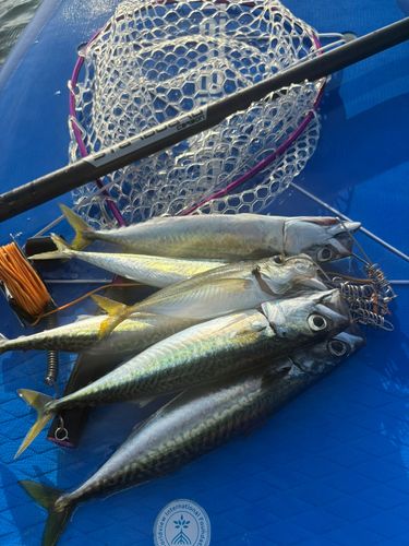 サバの釣果