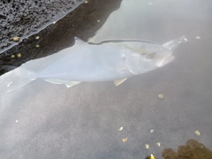 ショゴの釣果