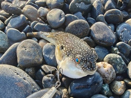 クサフグの釣果