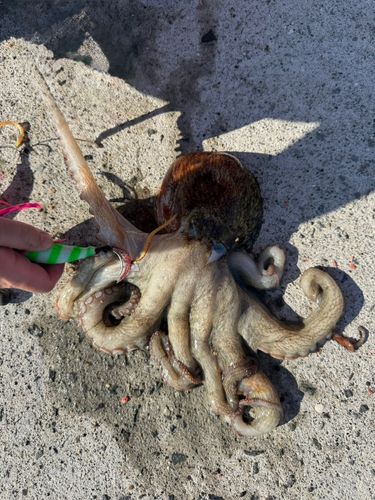 タコの釣果