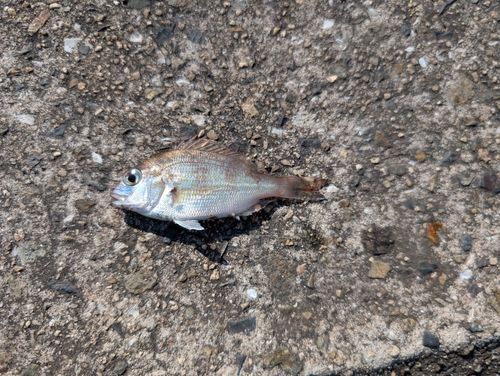 チャリコの釣果