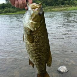 スモールマウスバス