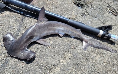 シュモクザメの釣果