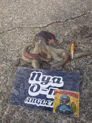 タコの釣果