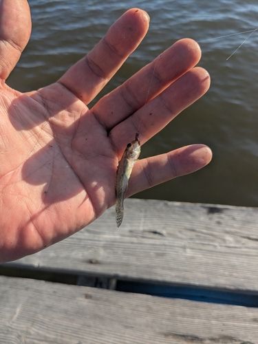 マハゼの釣果