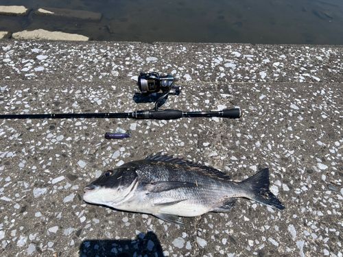 チヌの釣果