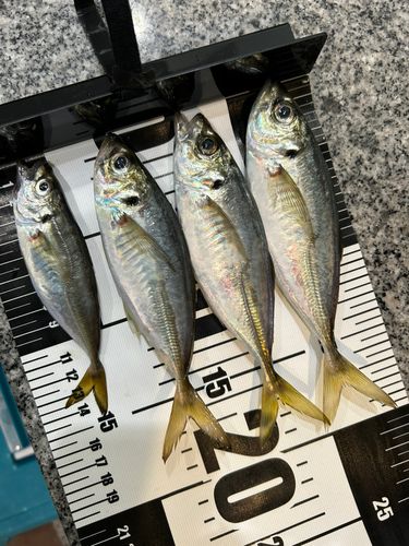 アジの釣果